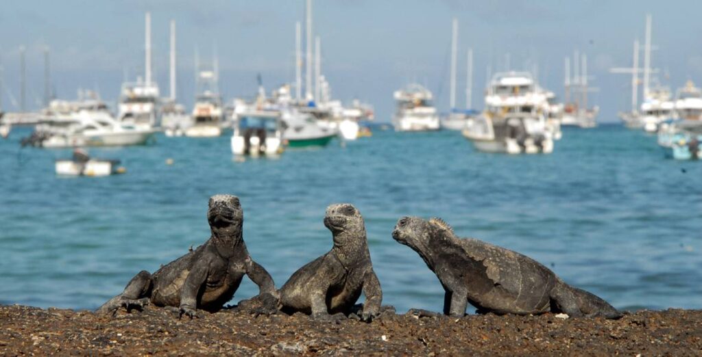 Volver al Galápagos de mis primaveras