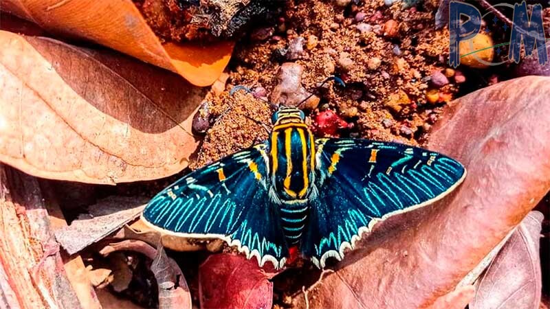 Descubren en Bolivia una nueva especie de mariposa y la bautizan Punta de Fuego