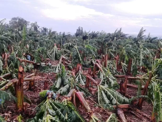 Fuertes temporales afectaron cultivos de banano y maíz en zonas Sur y Este de Paraguay.