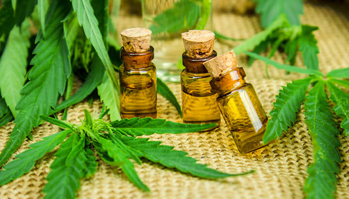 El Cannabis para la medicina su avanzo y propagación en América Latina