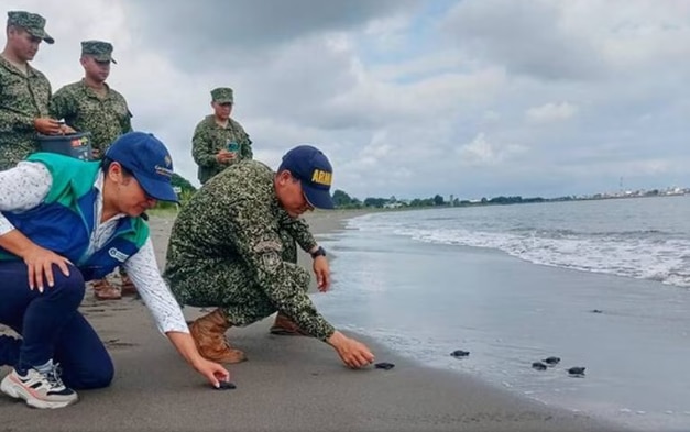 43 tortugas marinas fueron liberadas en el Pacífico nariñense