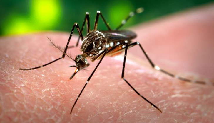 MSP recomienda extremar cuidados contra el dengue si se viaja a Brasil