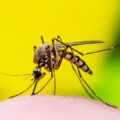 Brote de dengue en Salto: 2 pacientes en CTI, una crítica; 39 casos confirmados hasta ahora