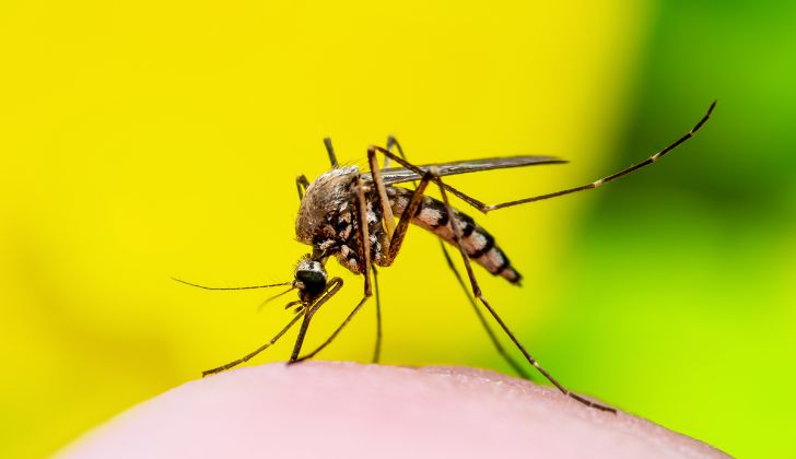 Brote de dengue en Salto: 2 pacientes en CTI, una crítica; 39 casos confirmados hasta ahora