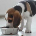 Top 5 marcas de comida para mascotas