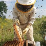 La apicultura nacional es fundamentalmente familiar, pero de las mejores de la región