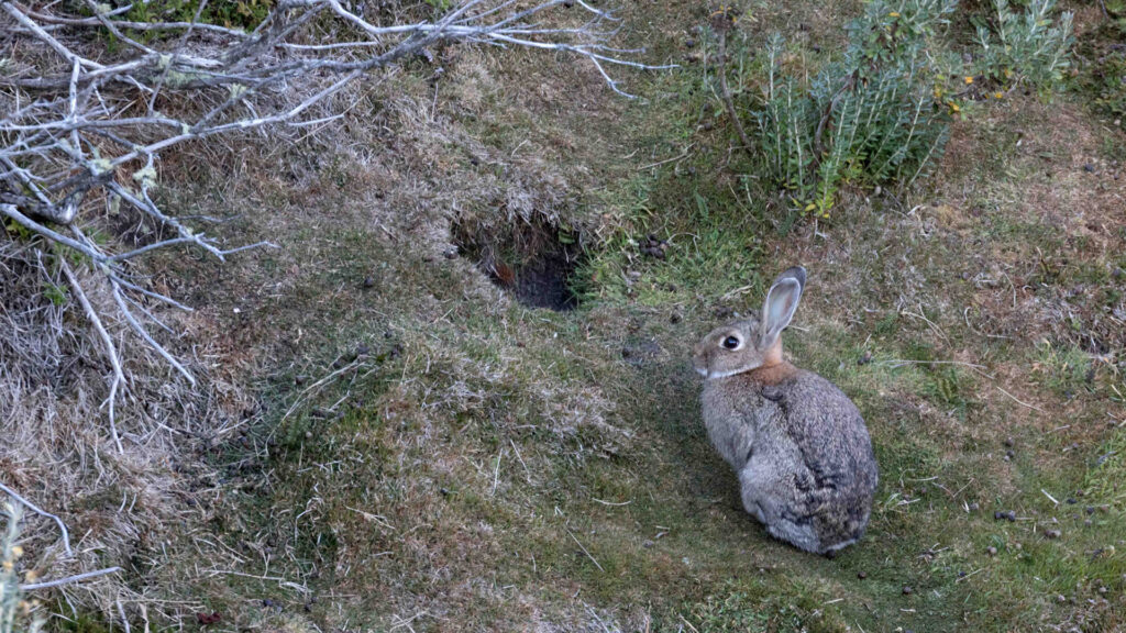 Veneno en el paraíso: el daño ambiental detrás de la matanza de conejos en Chubut