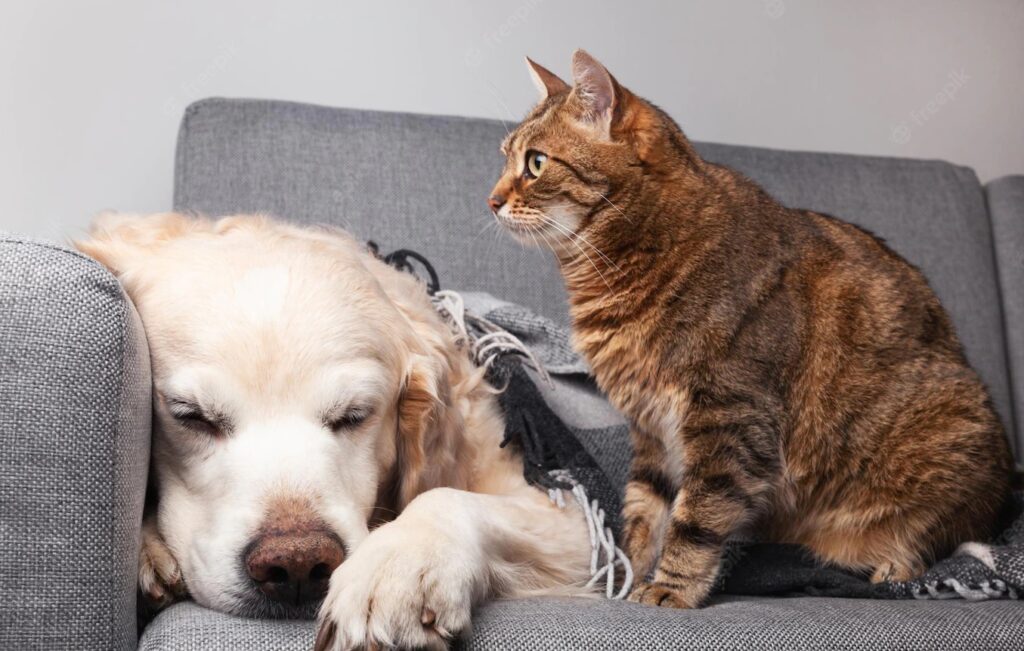 Protegiendo a tu mascota del frío: Guía para cuidar a perros y gatos en invierno