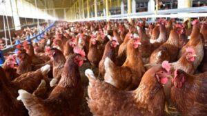 Preocupa que caída del precio de venta del pollo en planta industrial no llegue al consumidor final