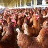 Preocupa que caída del precio de venta del pollo en planta industrial no llegue al consumidor final
