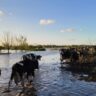 Los tamberos apuestan a frenar la caída de su producción en un escenario de incremento de costos