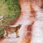 El fotógrafo de naturaleza Emilio White captó esta mañana a un Puma en la ruta 101