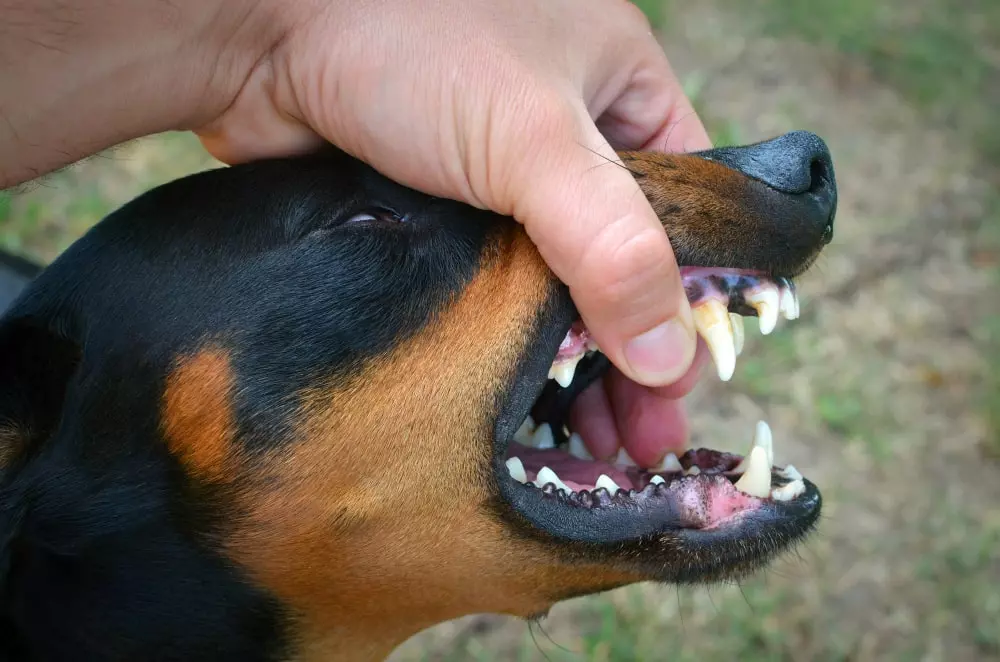 ¿Tu perro tiene pulgas? Las pastillas antiparasitarias son la solución