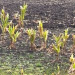 Técnicos de INIA aconsejan controlar el maíz guacho como forma de combatir la chicharrita
