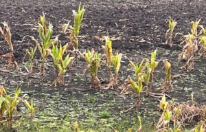 Técnicos de INIA aconsejan controlar el maíz guacho como forma de combatir la chicharrita
