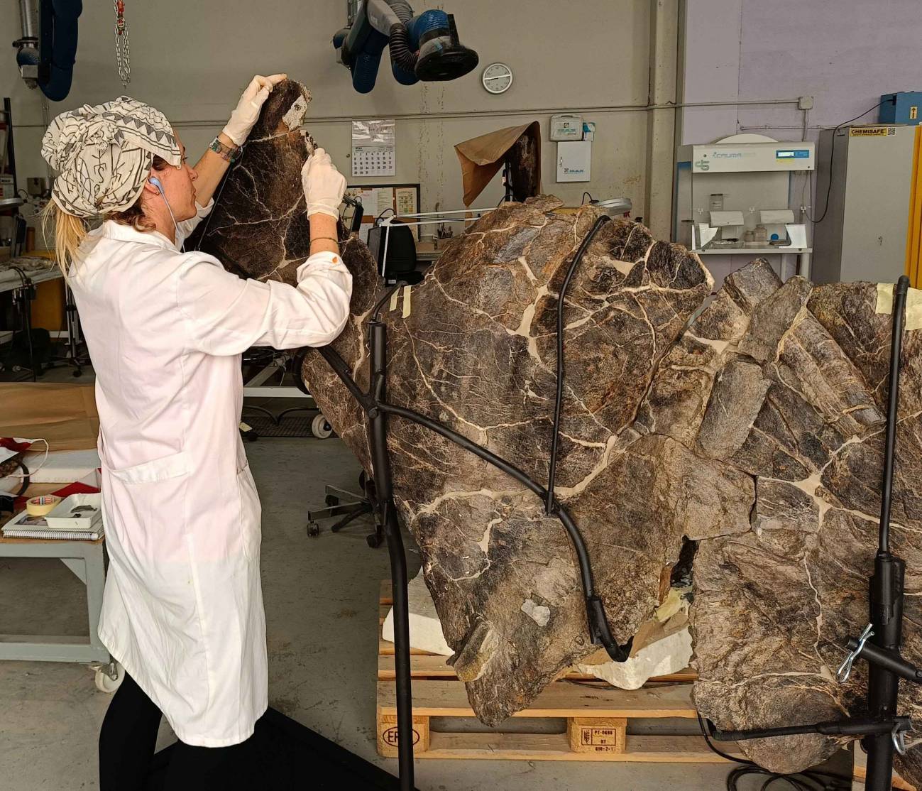 Dinópolis presenta nuevos fósiles de un gran saurópodo europeo y un estegosaurio