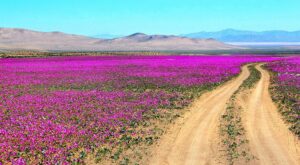 Florece el desierto de Atacama, el más árido del mundo