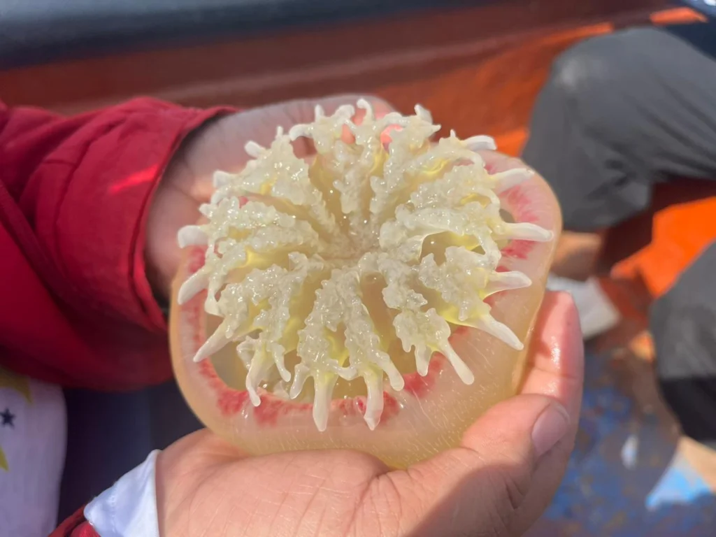 Venezuela exporta a China medusa bola de cañón