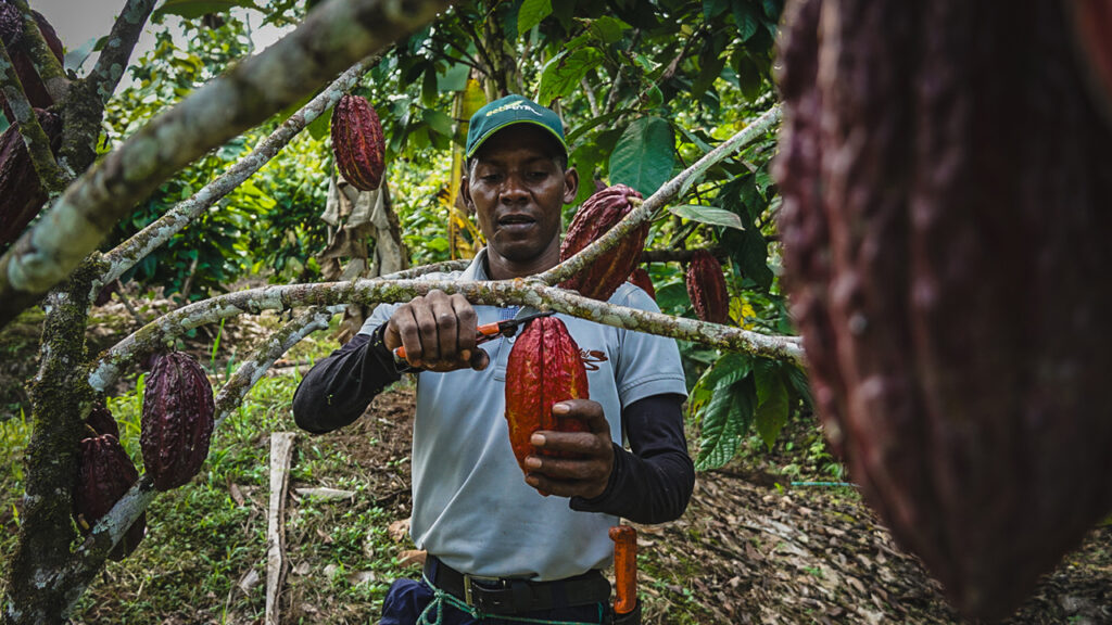 Colombia | Cacao desplaza a la coca en Putumayo: Inversión de $27.871 millones impulsa transformación agrícola