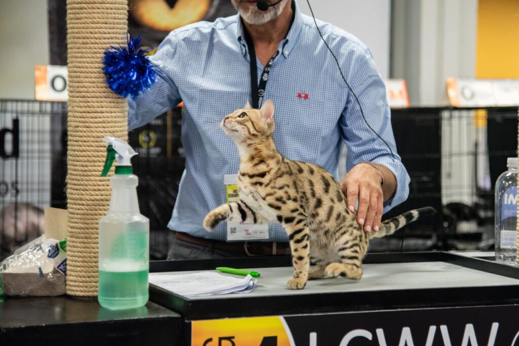 Colombia | Copa Internacional Felina en Expopet 2024: Un Vistoso Desfile de Belleza y Diversidad Gatuna en Bogotá, ¡buen plan para este fin de semana!