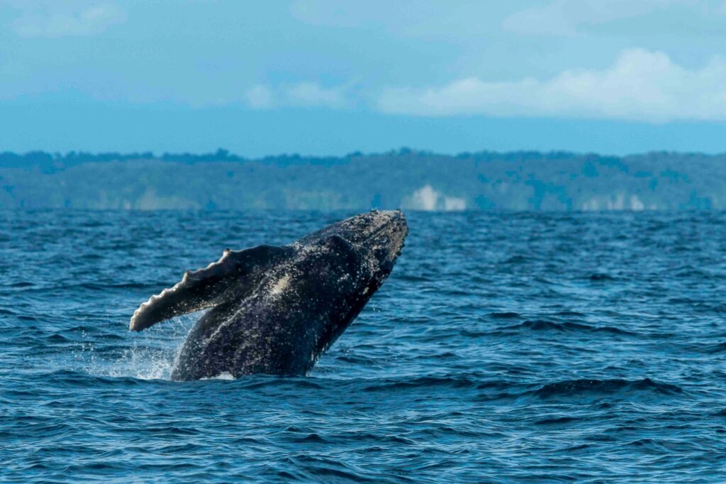 Colombia | Guía para el avistamiento responsable de ballenas en Colombia: recomendaciones del Ministerio de Ambiente para proteger a las yubartas en el Pacífico