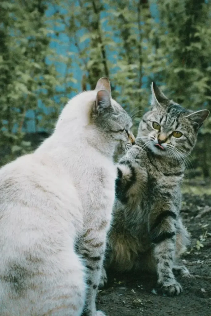 ¿Cómo saber si tu gato está jugando o peleando?