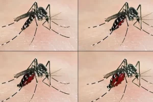 Casos de dengue se incrementan en Venezuela