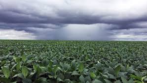 Lluvias en Paraguay trae alivio a los agricultores