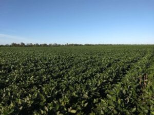 Zafra del Chaco paraguayo tuvo 154.660 hectáreas de soja, según INBIO